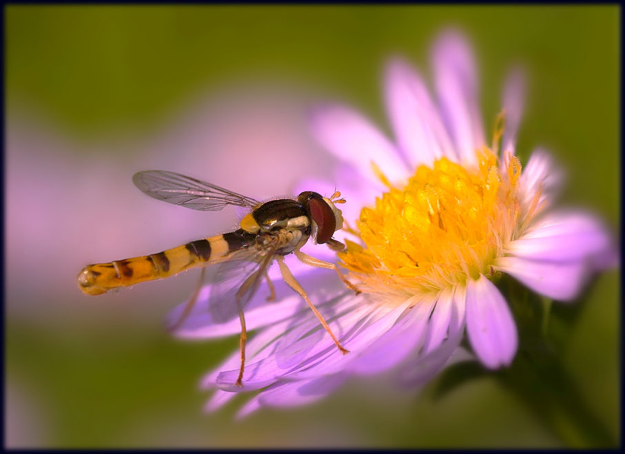 photo "***" tags: macro and close-up, 