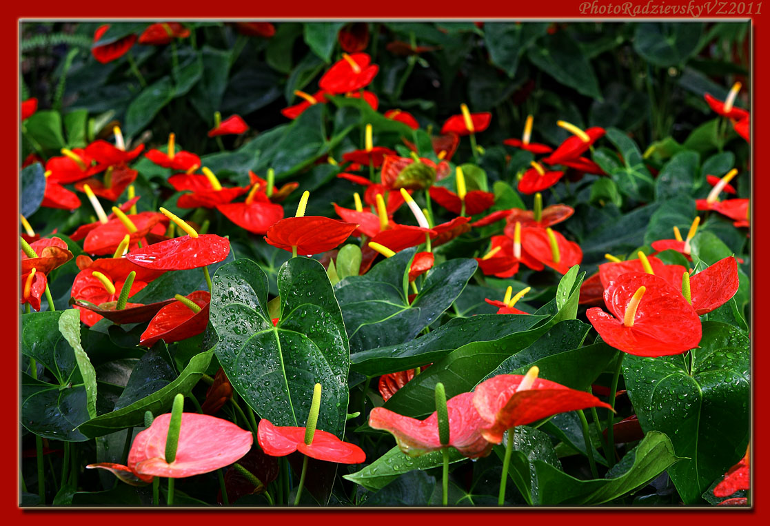 photo "***" tags: nature, flowers