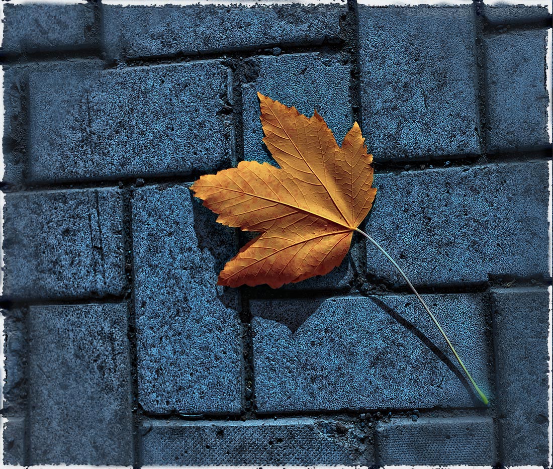 photo "Solo lone leaf." tags: landscape, nature, autumn, flowers