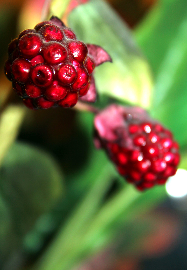 photo "Bogalha" tags: macro and close-up, 