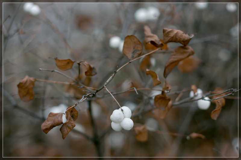 photo "***" tags: nature, flowers