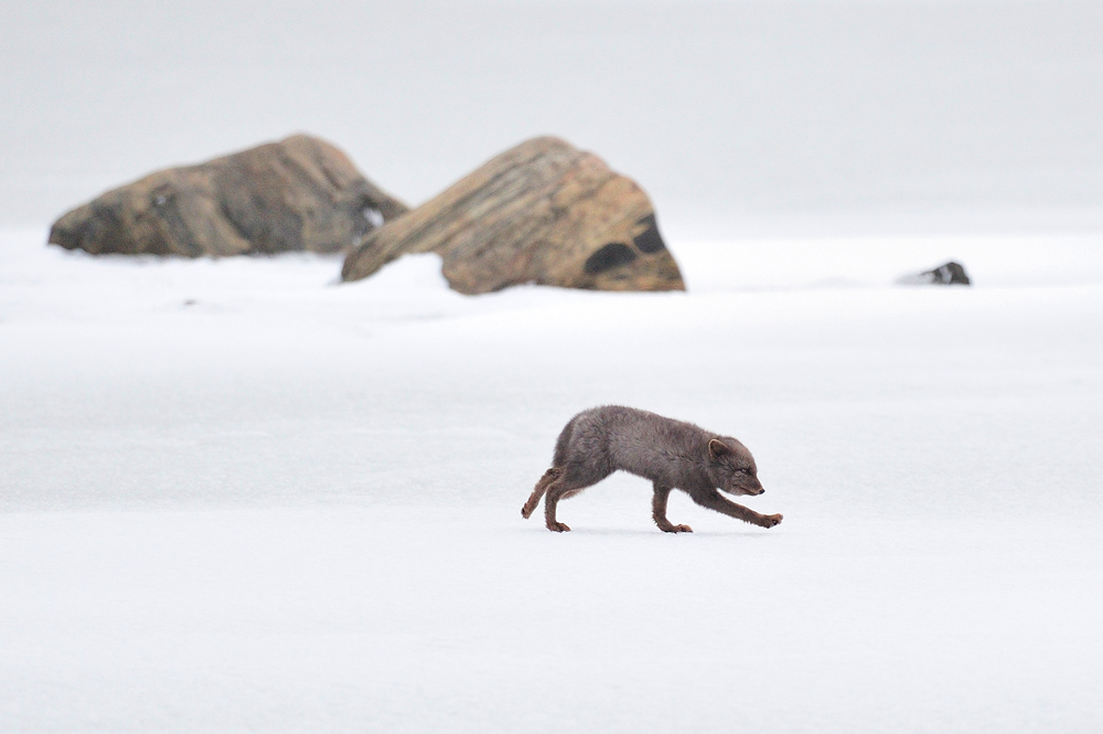 photo "***" tags: landscape, nature, wild animals, winter