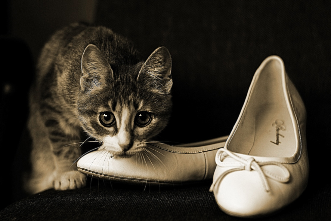 photo "Shoes" tags: genre, black&white, 