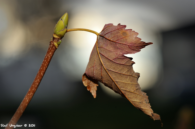 photo "Anachronisme" tags: nature, flowers