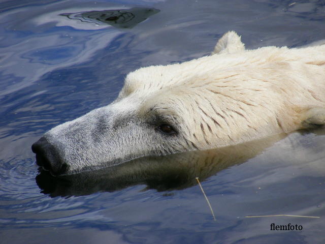 фото "Polaer bear" метки: природа, дикие животные