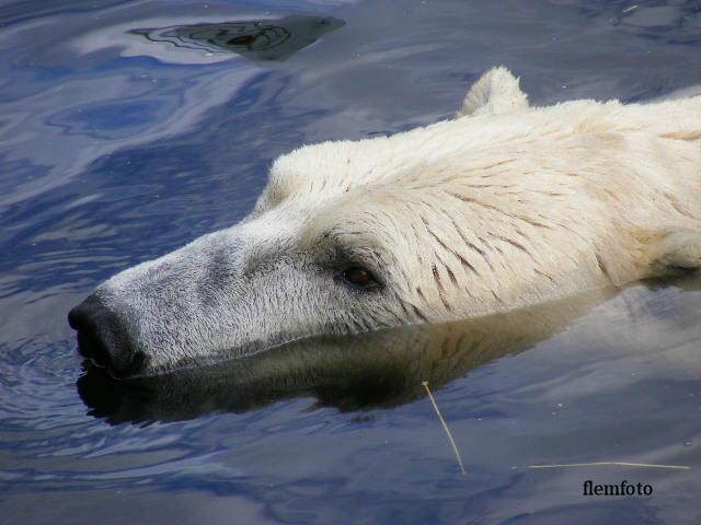 photo "Polaer bear" tags: nature, wild animals