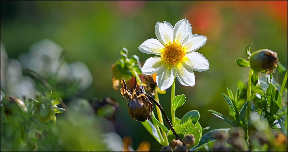 фото "Георгинчик" метки: природа, цветы