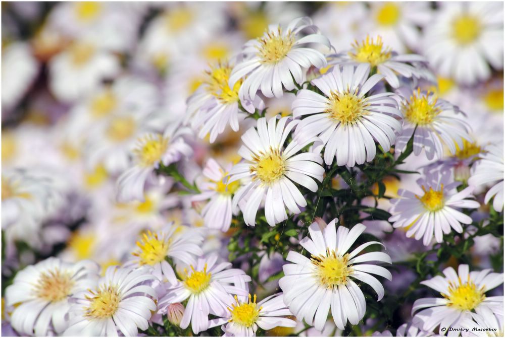 photo "***" tags: macro and close-up, nature, flowers