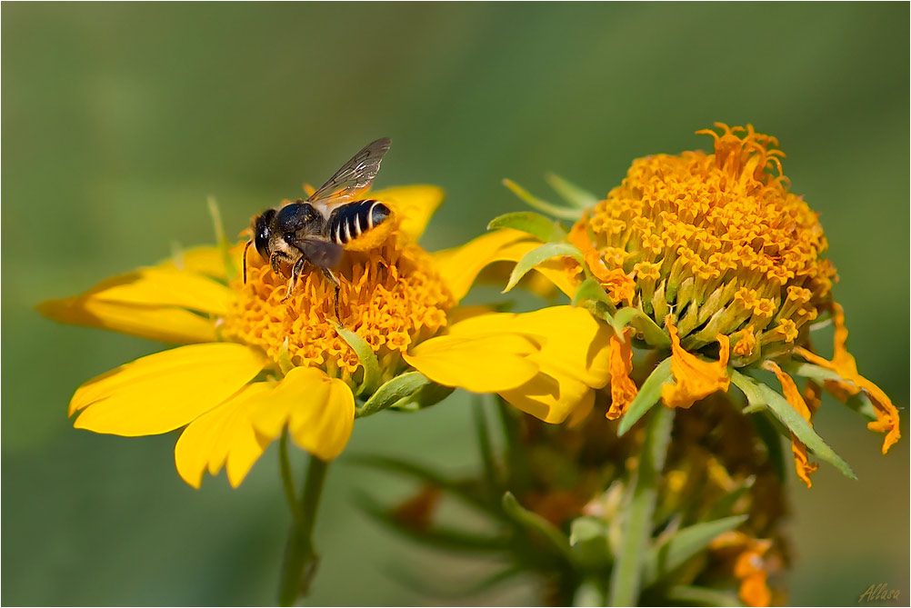 photo "***" tags: nature, flowers, insect