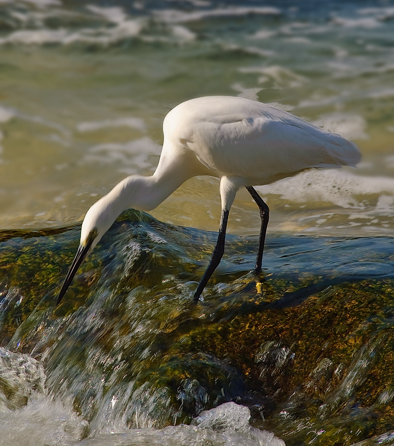 photo "***" tags: nature, wild animals