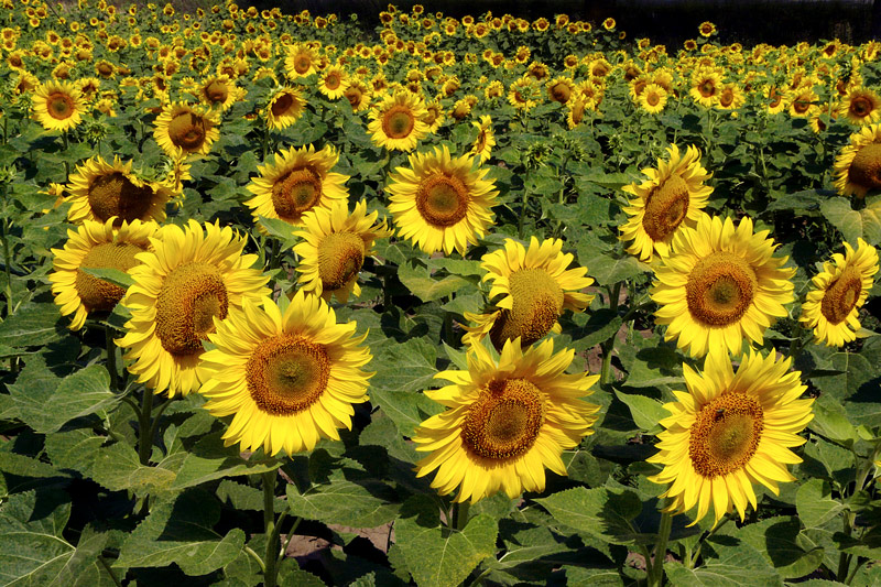 photo "Great family" tags: landscape, nature, summer, sunflower