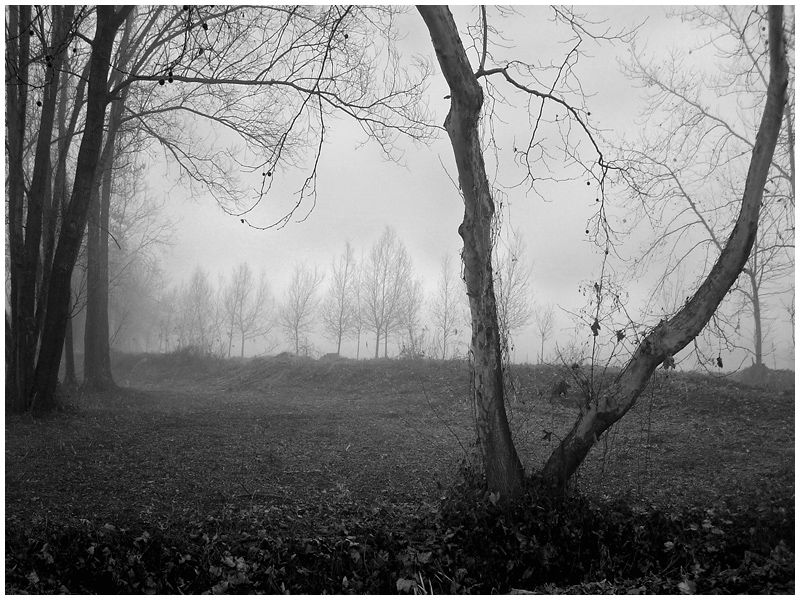 photo "***" tags: landscape, forest