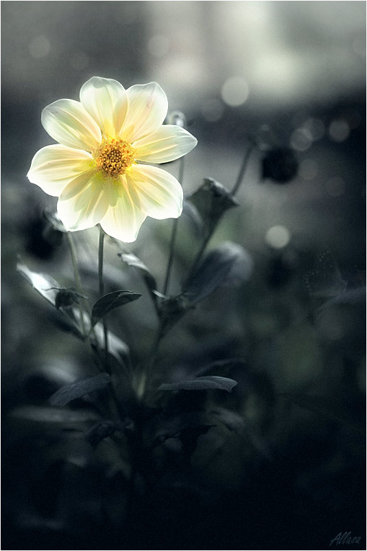 photo "***" tags: nature, digital art, flowers