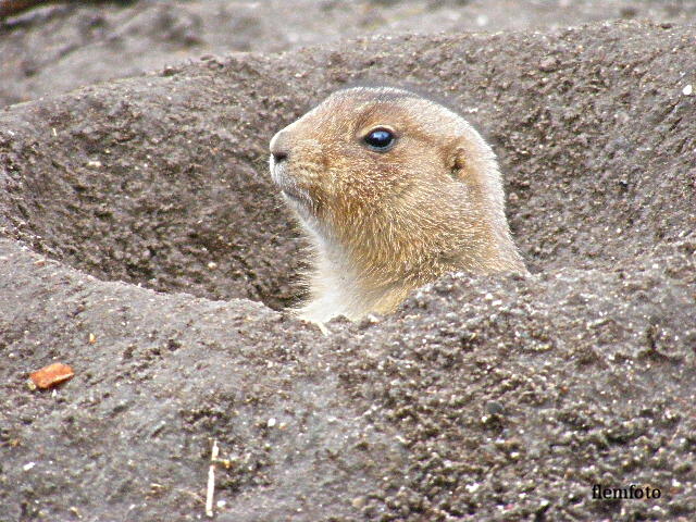 photo "Look" tags: nature, wild animals