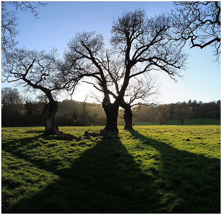 photo "A shades of April day." tags: panoramic, spring, sun, дерева