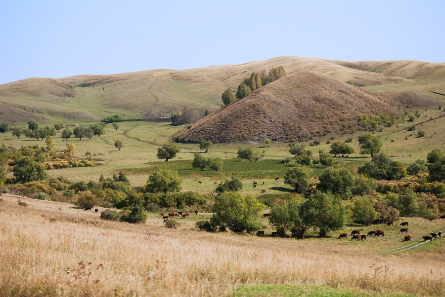 photo "***" tags: landscape, nature, pets/farm animals