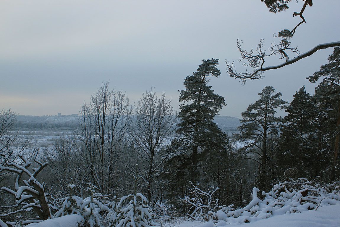 photo "IN DECEMBER." tags: landscape, forest, winter