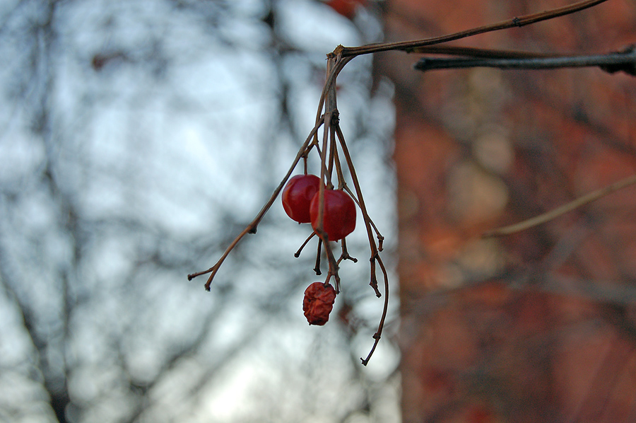 photo "***" tags: nature, flowers