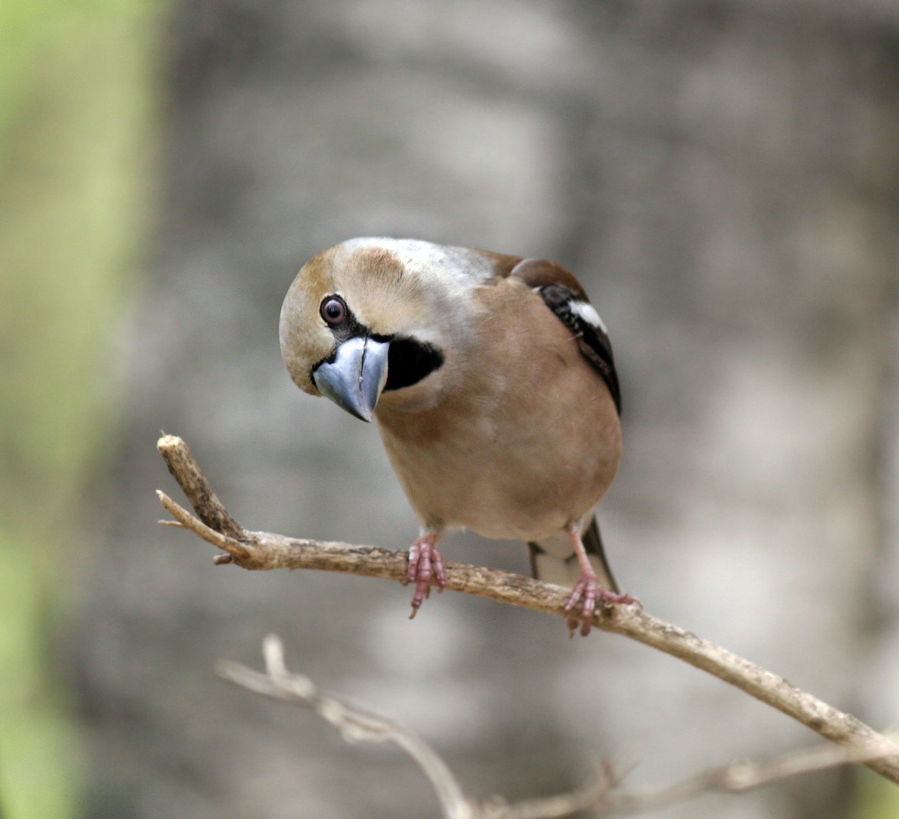 photo "***" tags: nature, wild animals