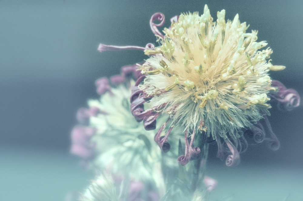 photo "***" tags: macro and close-up, nature, flowers