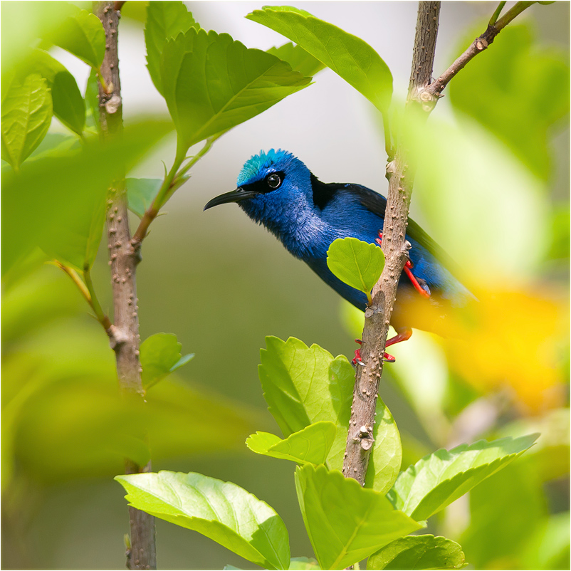 photo "***" tags: nature, wild animals