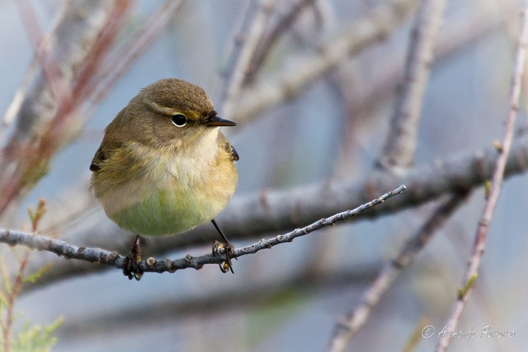 photo "***" tags: nature, wild animals