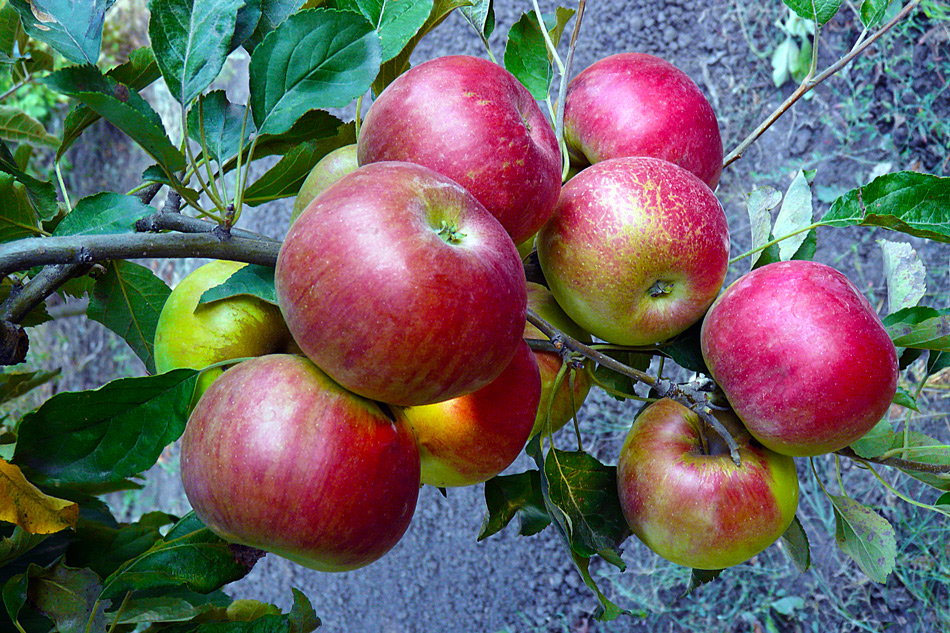 photo "Appetizing Harvest" tags: nature, still life, autumn, tree