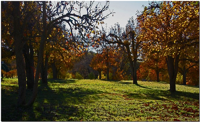 photo "Orchard" tags: landscape, autumn