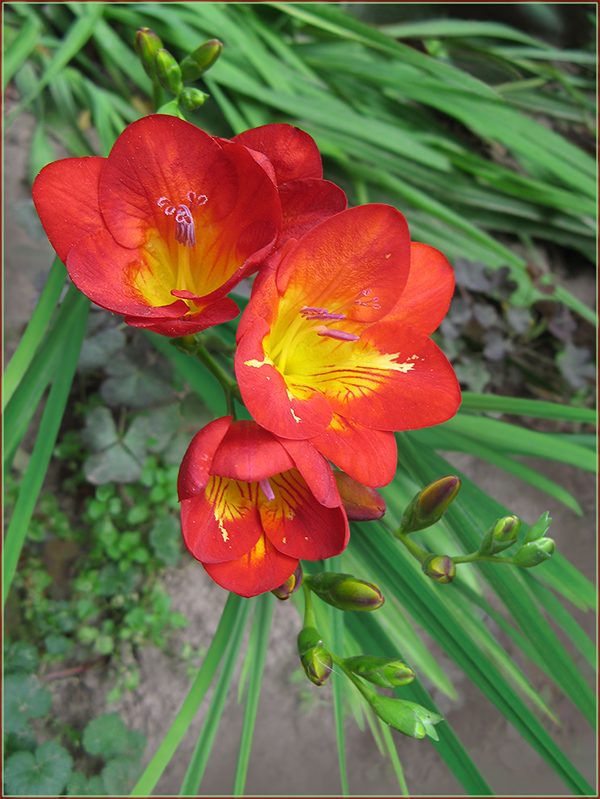 photo "Freesia" tags: nature, flowers