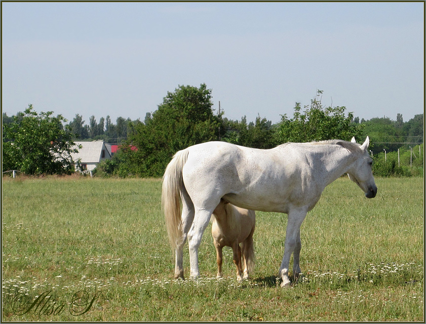 photo "***" tags: nature, pets/farm animals