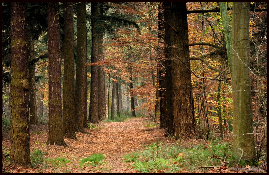 photo "Domain Bokrijk -Genk" tags: landscape, reporting, autumn
