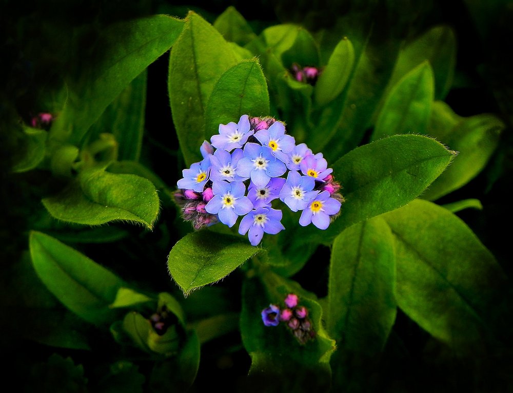 photo "***" tags: nature, macro and close-up, flowers