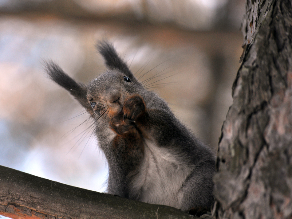 photo "***" tags: nature, wild animals