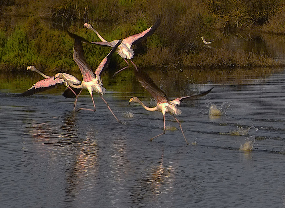 фото "Flamingos Take Off" метки: пейзаж, природа, вода, дикие животные