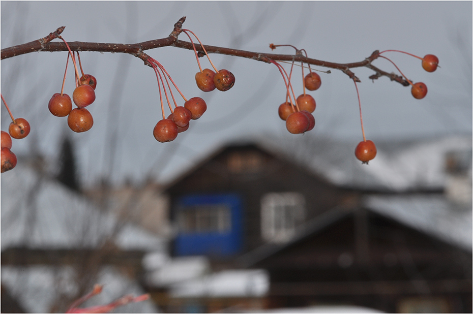 фото "Зимние яблочки" метки: пейзаж, город, зима