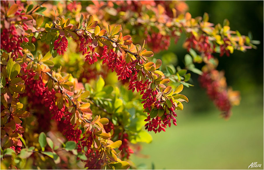 photo "***" tags: nature, landscape, autumn, flowers