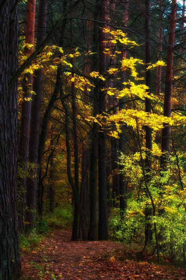 photo "***" tags: landscape, autumn