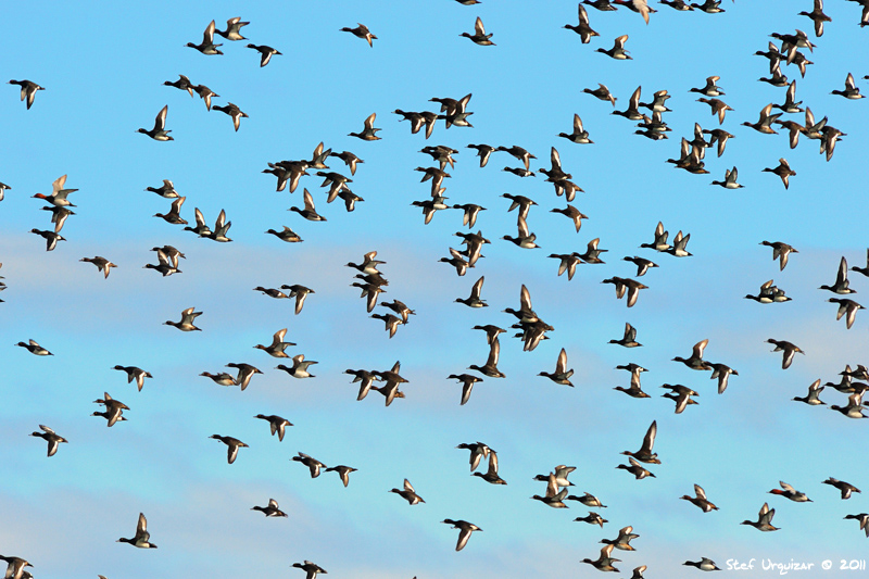 photo "Air Force" tags: nature, wild animals