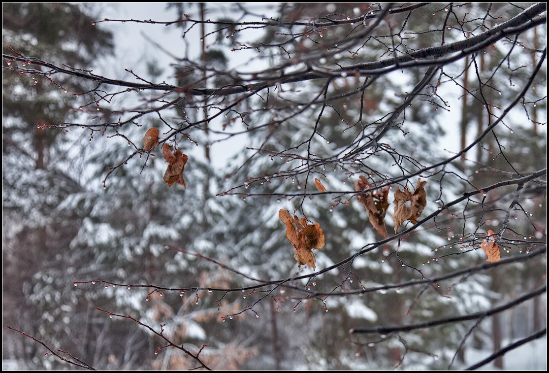 photo "Such is winter! (((" tags: nature, landscape, winter