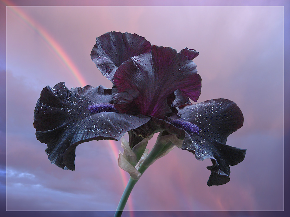 photo "Rainbow Iris" tags: nature, montage, flowers