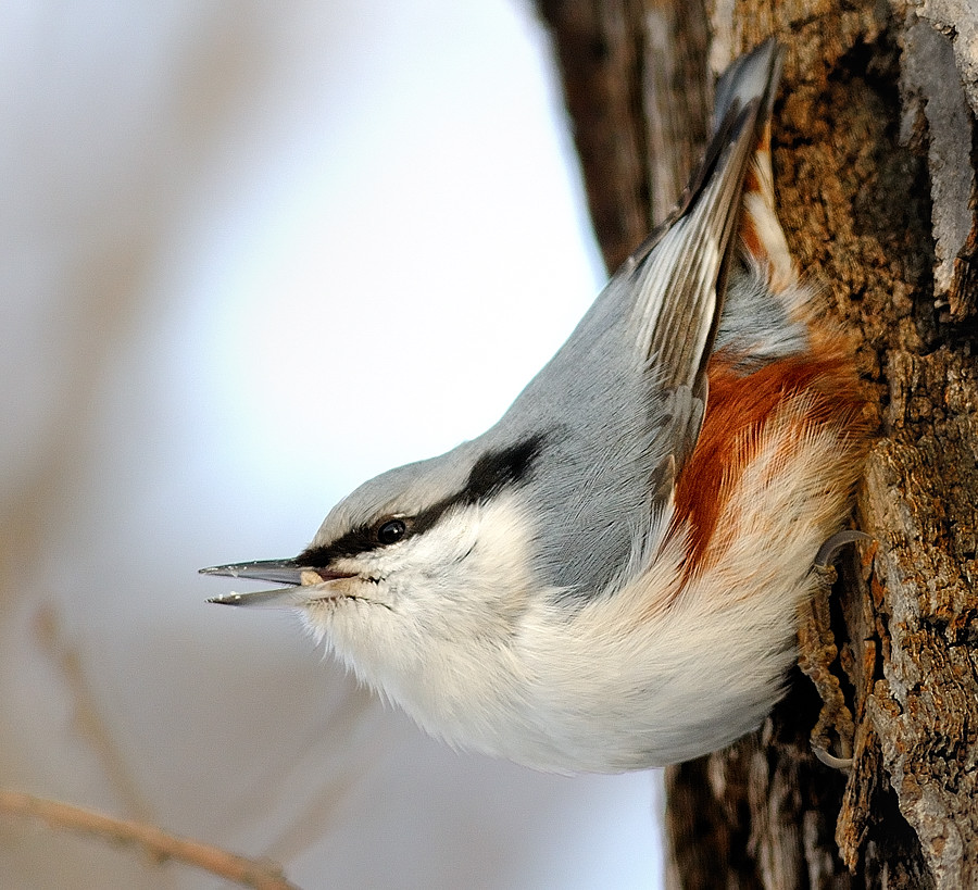 photo "***" tags: nature, wild animals