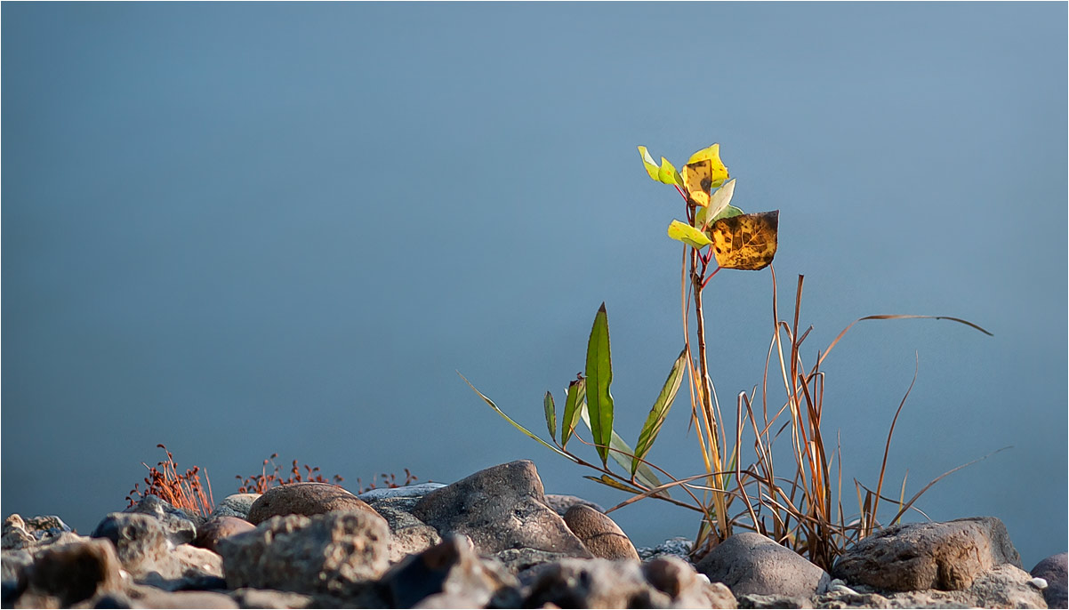 photo "***" tags: nature, fragment, flowers