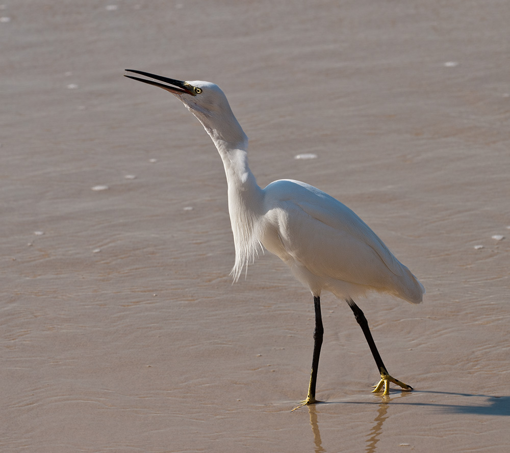 photo "***" tags: nature, wild animals