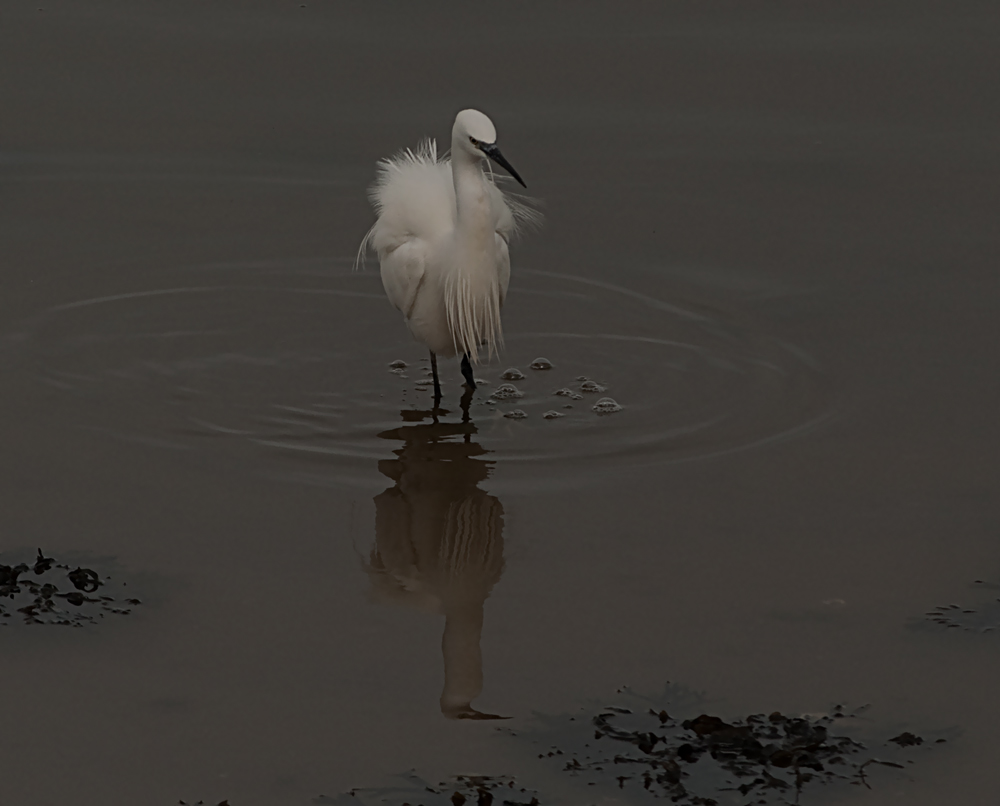 фото "Heron" метки: , 