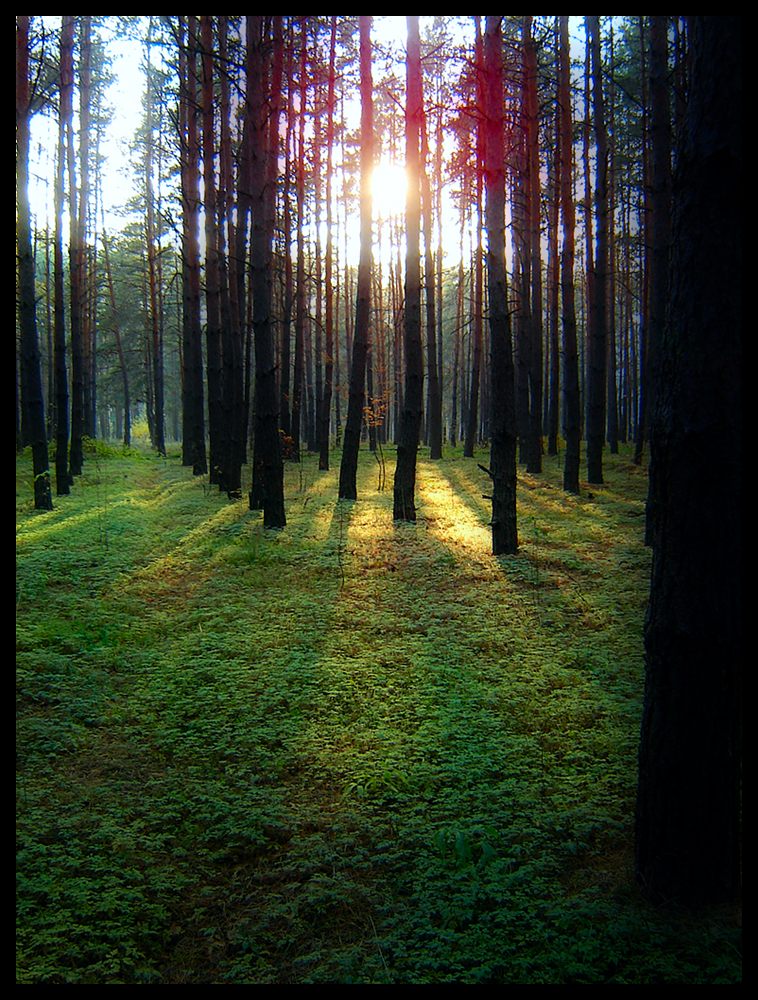 фото "****" метки: пейзаж, лес