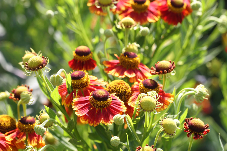 photo "***" tags: nature, flowers