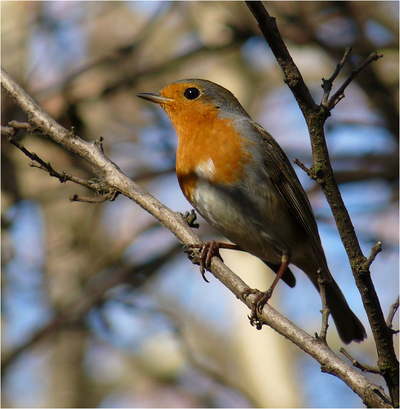 фото "Зарянка ( Erithacus rubecula)" метки: природа, дикие животные