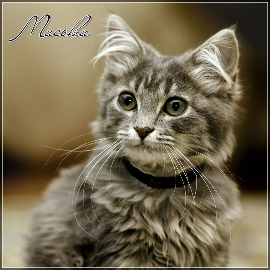photo "***" tags: nature, pets/farm animals