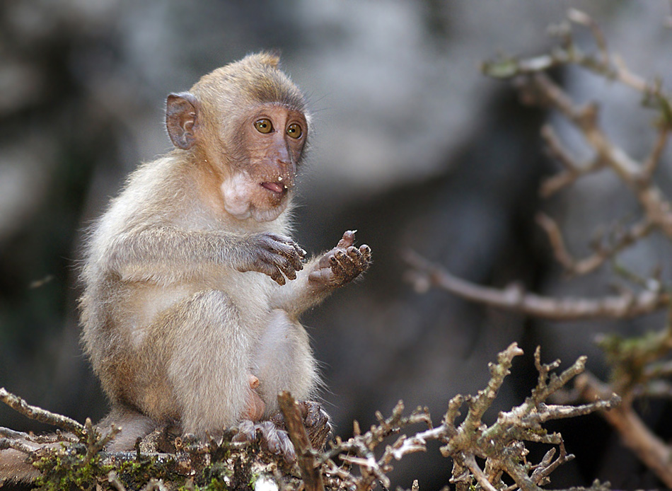 photo "животные" tags: nature, wild animals