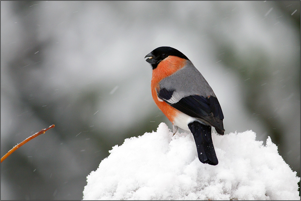 photo "***" tags: nature, wild animals